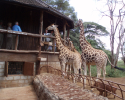 Giraffe Center.